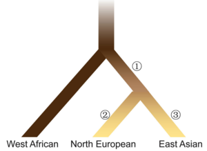 Evolutionary model of human pigmentation in three continental populations همه چیز در مورد رنگ پوست : رنگدانه‌ها چه تاثیری در پوست دارند